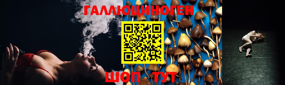 Псилоцибиновые грибы Psilocybe Новозыбков